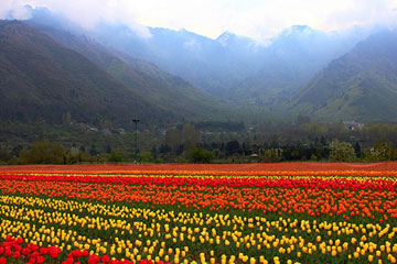 Amritsar to Srinagar-Kashmir Car Hire Service